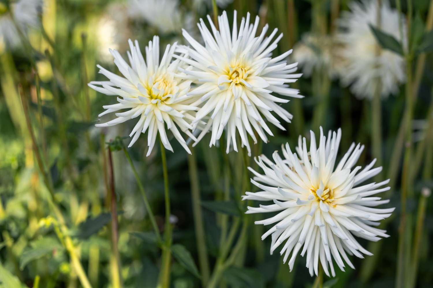 Dahlie 'Playa Blanca'